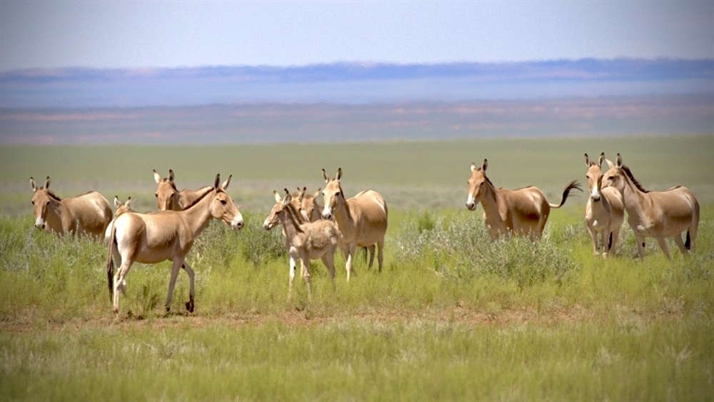 Asiatic Wild Ass Returns to Eastern Mongolia After 65-Year Absence